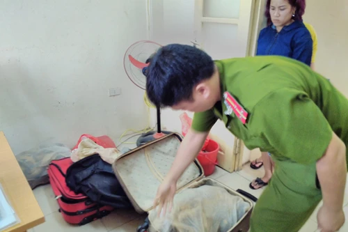 Thu giữ gần trăm con rùa quý "ẩn náu" trong va li kéo chuẩn bị về Quảng Ninh