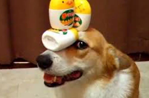 Thú vị chú chó có thể giữ thăng bằng mọi vật trên đầu