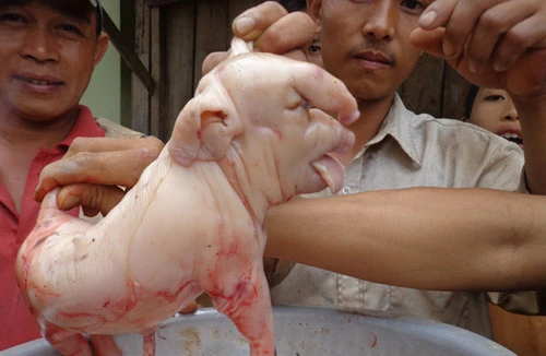 Đắk Lắk: Lạ kỳ chuyện heo đẻ ra..."voi"