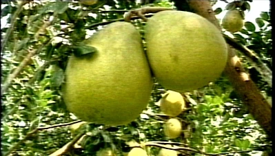 Hàng Việt Nam được quảng bá tại Pháp