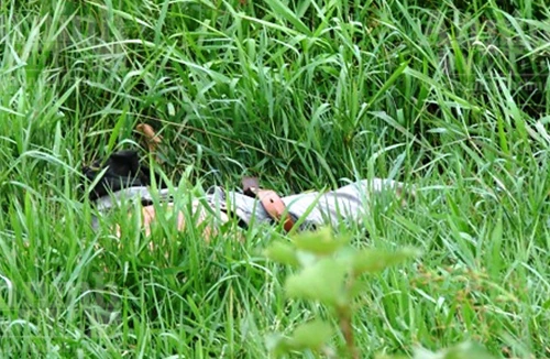 Cái chết bí ẩn của một thanh niên trong đồng cỏ