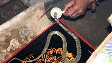 “Rắn thần” - kỳ bí, thêu dệt hay sắp đặt? 