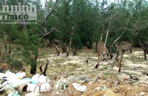 Rừng phi lao ven biển trước nguy cơ… xóa sổ