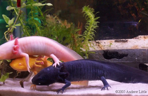 Cá "khủng long" xuất hiện ở Trung Quốc