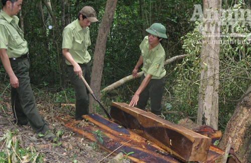 Cam go “cuộc chiến" giữ rừng ở Khu bảo tồn thiên nhiên Ea Sô! (1)