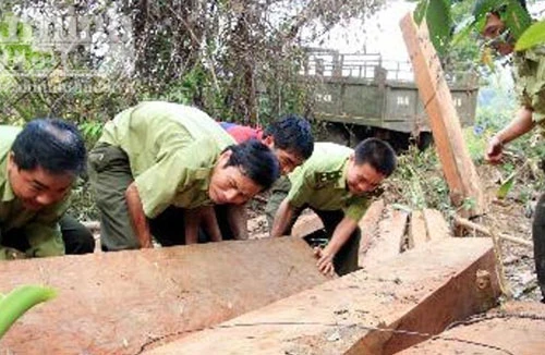 Bị bắt gỗ, lâm tặc rải đinh chống kiểm lâm