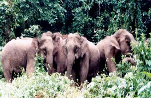 Voi rừng xuất hiện tàn phá hoa màu của dân