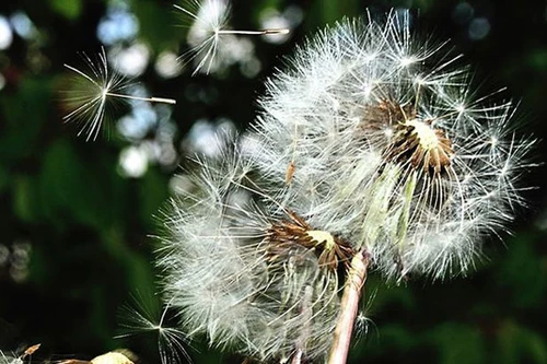 Hoa bồ công anh nở...trong tai bé gái 16 tháng tuổi