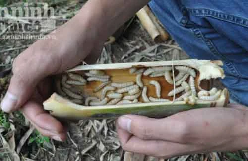 Rờn rợn với món đặc sản sùng tre độc đáo