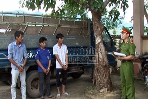 Bắt băng nhóm sử dụng ô tô tải chở trộm cả đàn bò