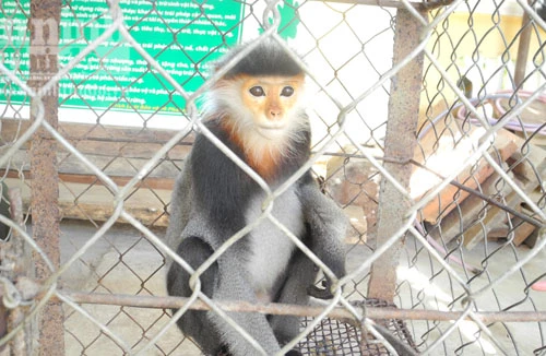 Người dân giao nộp con voọc quý hiếm