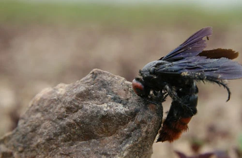 Chạy theo xe ủi, cháu bé 2 tuổi bị ong đốt tử vong