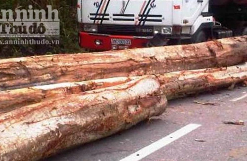 Xe tải tuột dây, hàng chục cây gỗ lớn rơi xuống đường