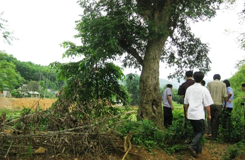 Tự tử vì thua bạc