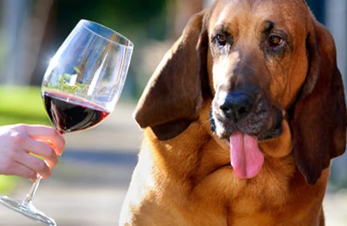 Chú chó chuyên gia thử rượu