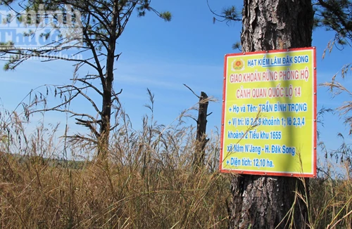 160 ha rừng thông phòng hộ đã bị chặt phá không thương tiếc