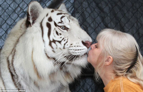 Cặp vợ chồng sống chung với hổ