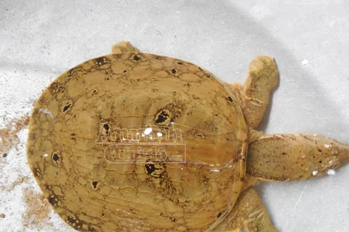 Phát hiện thêm 1 con ba ba hình mặt người