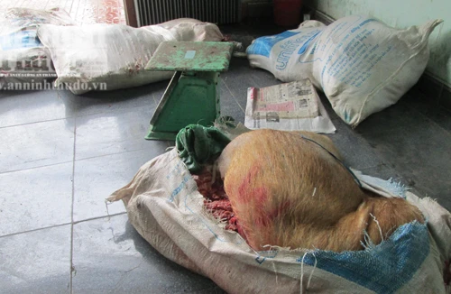 Thịt lợn thối được tẩm hoá chất rồi mang ra thị trường phục vụ Tết