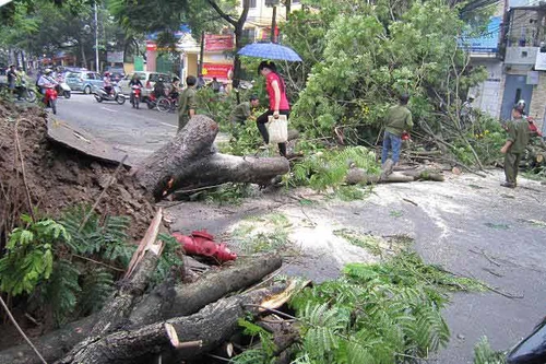Nhiều cây đổ, gãy do mưa lốc 