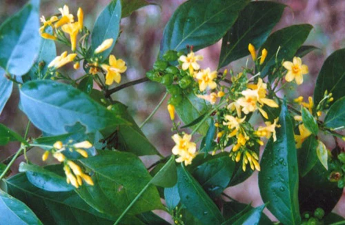 "Lời ru buồn" mang tên lá ngón