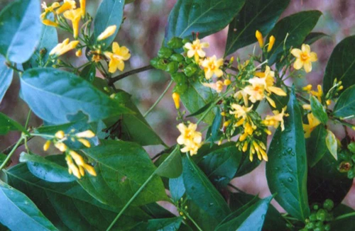 Bé trai 15 tuổi tự vẫn vì bị gia đình ngăn cản lấy vợ