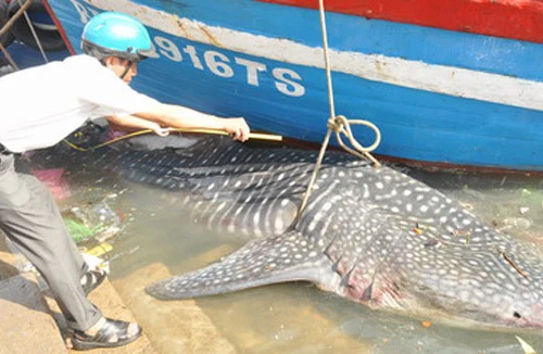 Ngư dân Nghệ An bắt được cá mập voi nặng tới gần 800kg