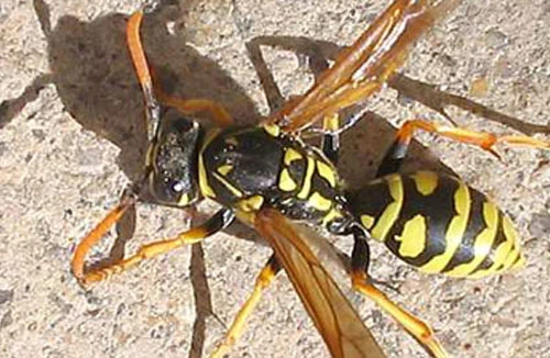 Phá tổ ong lấy mật, chồng bị đốt tử vong, vợ cấp cứu