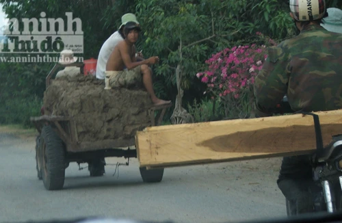 Tăng đột biến nạn vận chuyển lâm sản trái phép