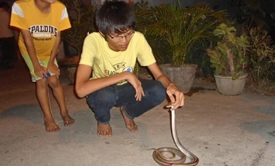 Rắn liên tục bò vào nhà khiến người dân hoang mang