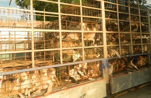  Phá đường dây trộm, tiêu thụ chó lớn tại Quảng Ngãi