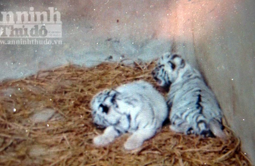 Mẹ hổ vàng sinh ra con hổ trắng