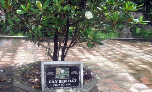 Sen đất ngát cửa thiền