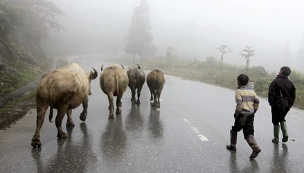 Trâu bò chết hàng loạt do rét đậm rét hại kéo dài