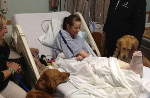 Chó trị liệu được đưa đến “an ủi” nạn nhân vụ đánh bom Boston