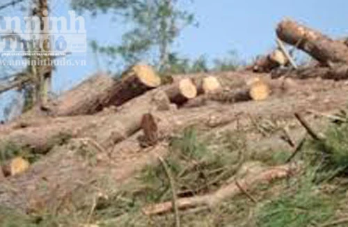 Điều tra, xử lý việc chặt phá rừng phòng hộ ven biển Nhơn Lý