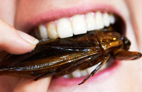 Chết vì thi ăn trứng và gián