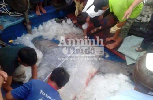 Ngư dân Nghệ An bắt được cá mặt trăng "khủng" 