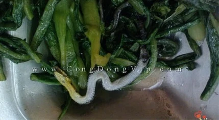 Tá hỏa xơi cơm văn phòng lẫn rắn chết và phân chuột