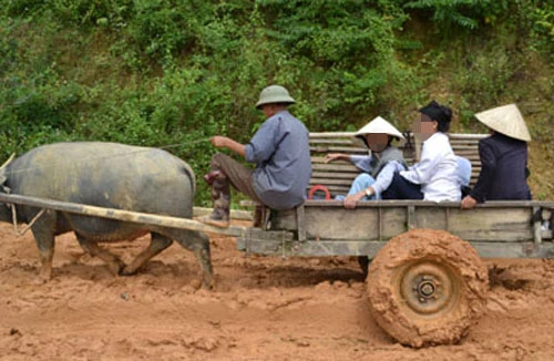 Hi hữu người đàn ông chết thảm dưới bánh xe trâu