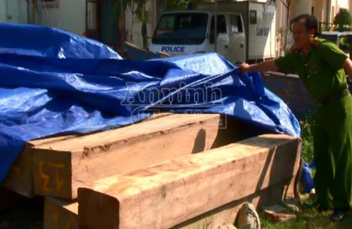 Ngụy trang gỗ lậu dưới lớp cát xây dựng