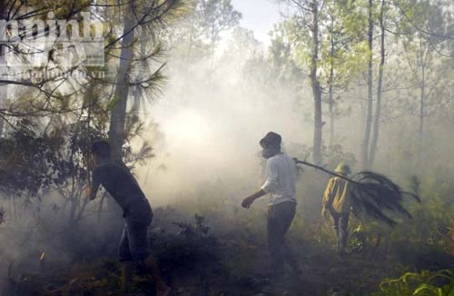 Nghệ An: Rừng thông cháy lớn
