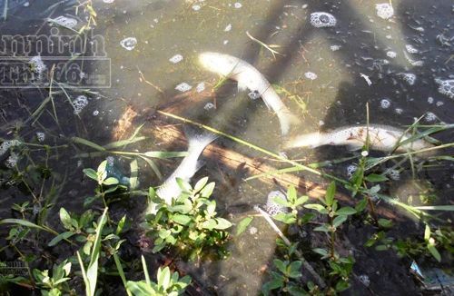 Cá chết trắng hồ Khe Chè