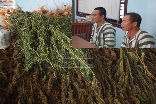 Trồng, mua bán cần sa, bố vợ và con rể rơi vào vòng lao lý