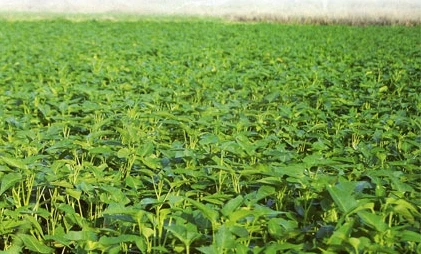 Kinh hãi rau muống với... 10.000 loại vi khuẩn gây bệnh