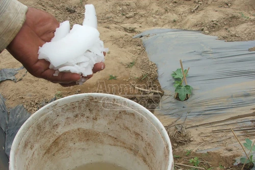 Vụ phân bón giả: Doanh nghiệp bác thông tin bán phân giả