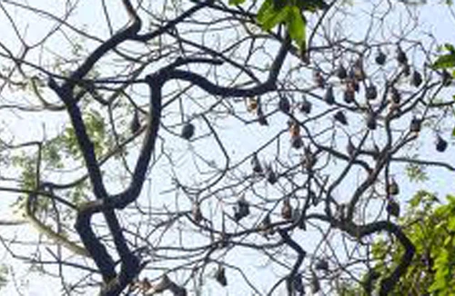 Khó quên thịt dơi 