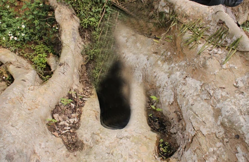 Kỳ bí “ma sung” ở Na Hang