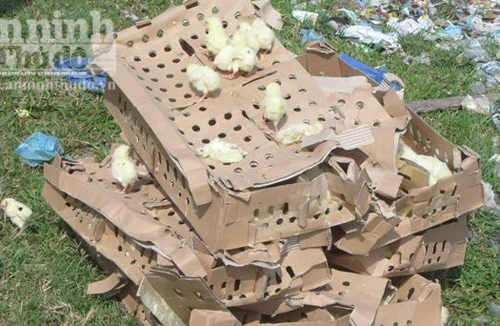 Mang 600 con gà giống vào...nhà nghỉ