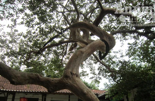 Cây ổi ngót trăm tuổi được ngã giá 100 triệu đồng